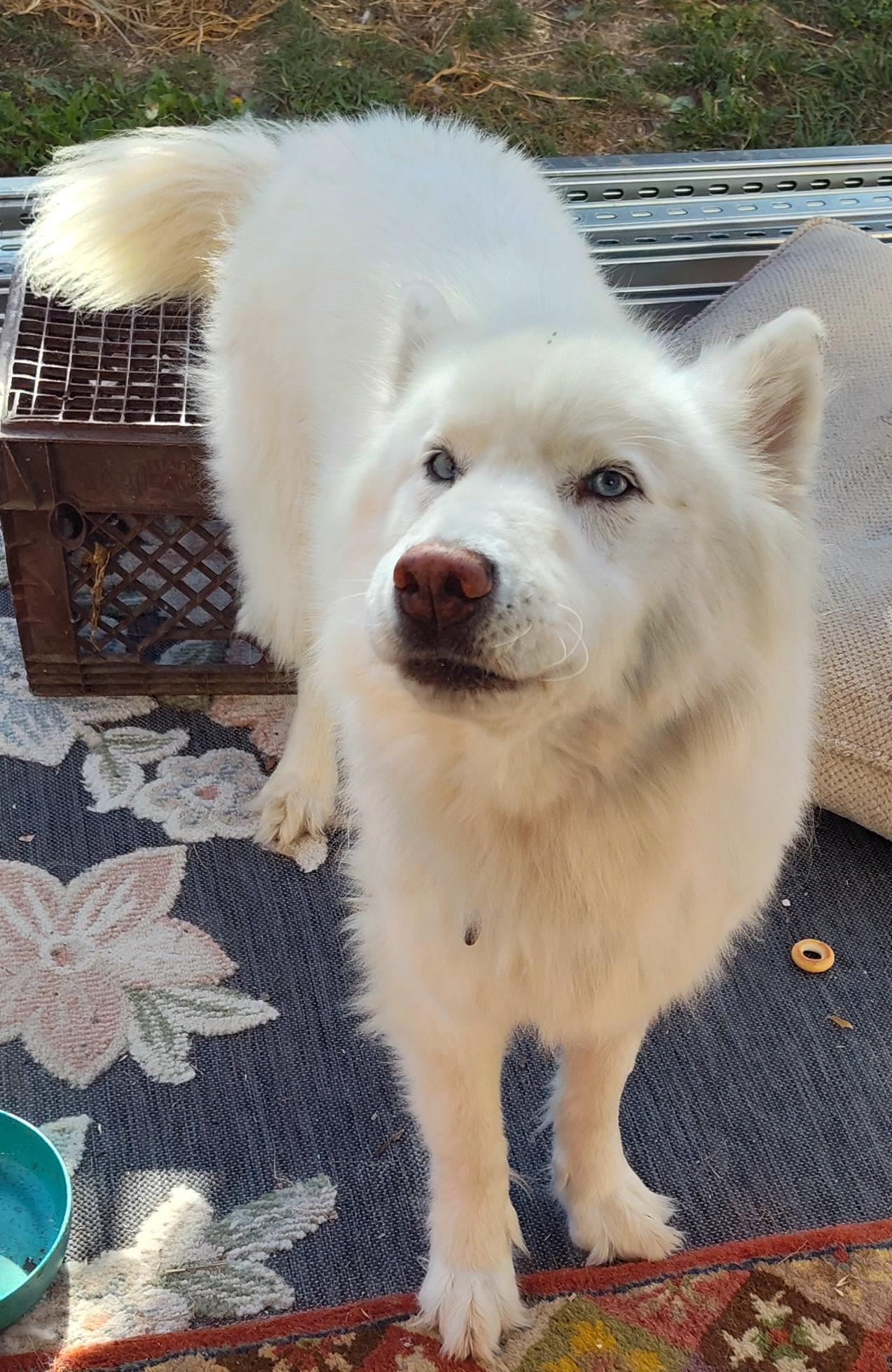Apollo, adopted, Adult Male Samoyed & Siberian Husky.