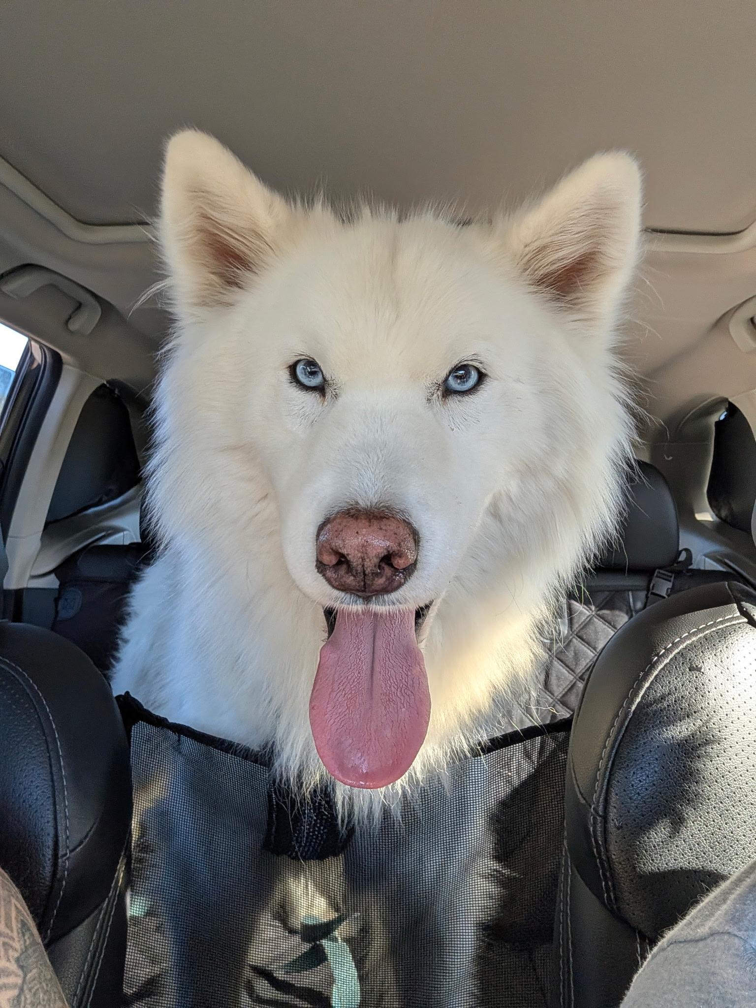 Enlarge Apollo, an adopted mixed breed in San Rafael, CA image 3/4