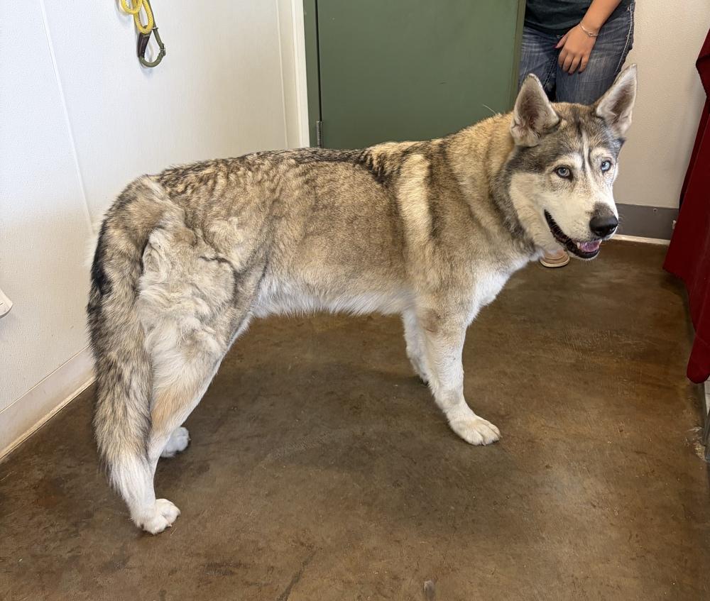 Togo, Adoptable, Adult Male Husky.