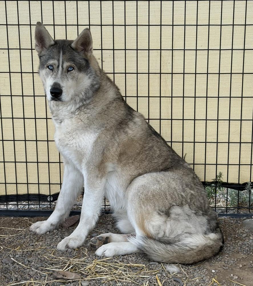 Enlarge Togo, a Adoptable mixed breed in Challis, ID image 3/3