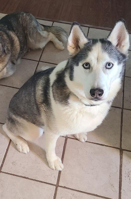 Zeus, Adopted, Adult Male Siberian Husky.