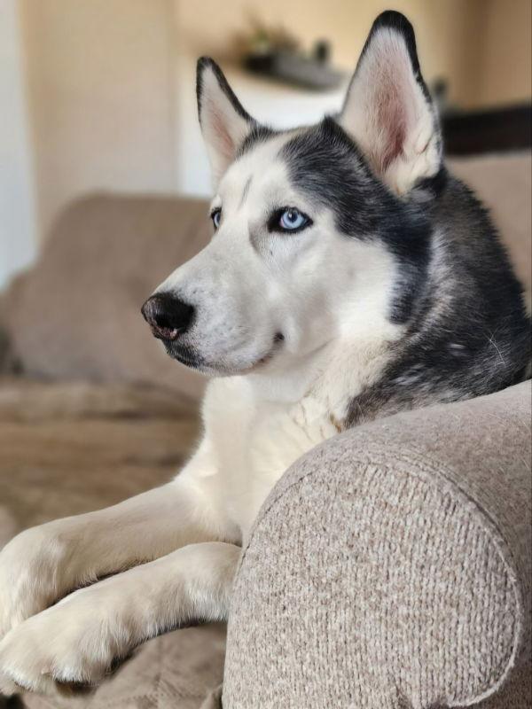 Zeus, a Adopted Siberian Husky in Millersville, MD image 2/3