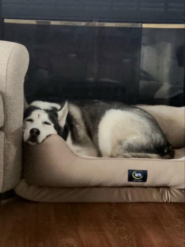 Zeus, a Adopted Siberian Husky in Millersville, MD image 3/3