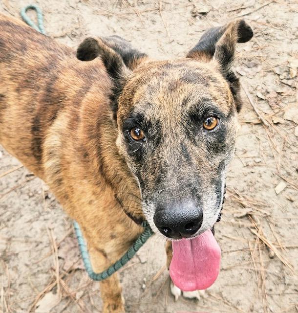 Ozzie, Adoptable, Adult Male Shepherd & Collie.