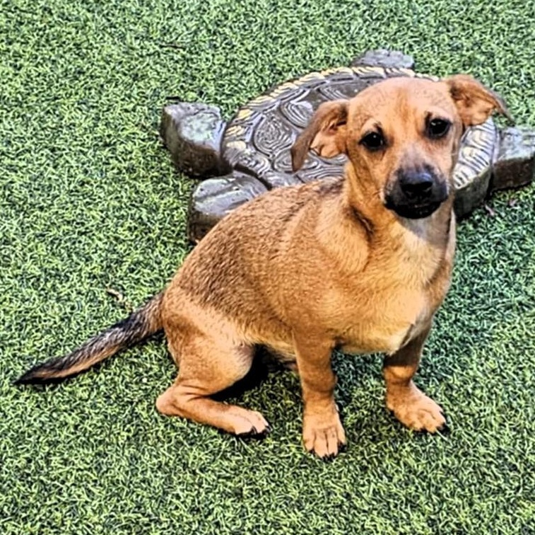 Enlarge HENRY, a Adoptable mixed breed in Largo, FL image 3/6
