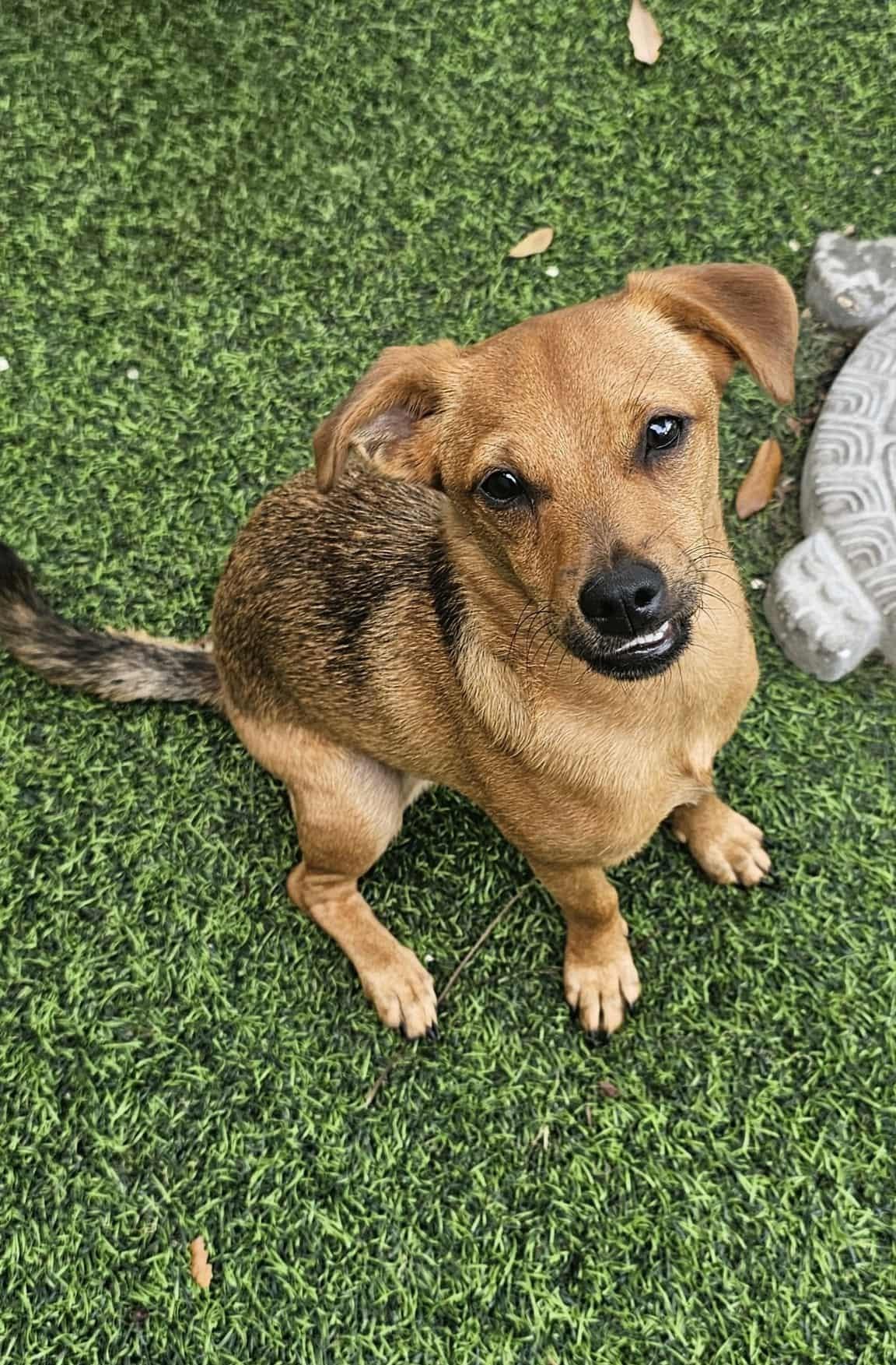 Enlarge HENRY, a Adoptable mixed breed in Largo, FL image 4/6