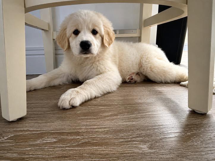 Freya, Adoptable, Puppy Female Great Pyrenees.