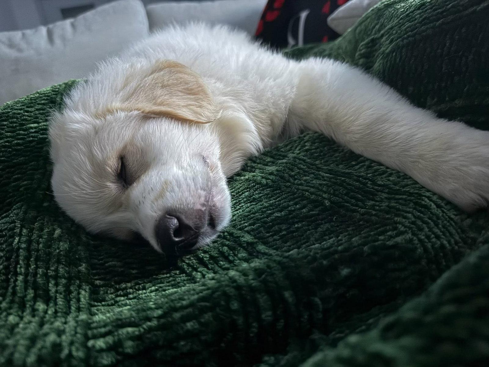 Freya, a Adoptable Great Pyrenees in Dallas, TX image 2/3