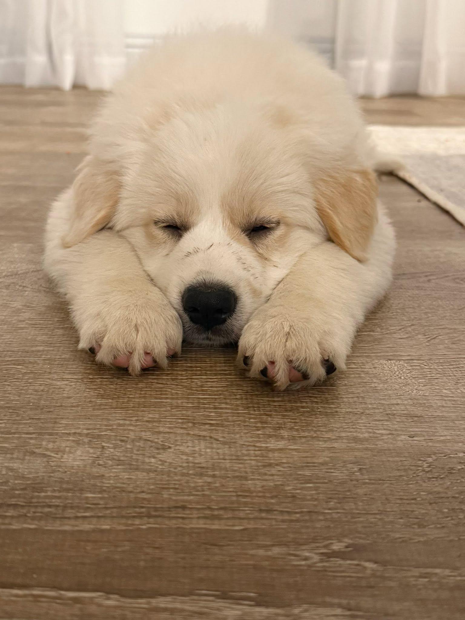 Freya, a Adoptable Great Pyrenees in Dallas, TX image 3/3