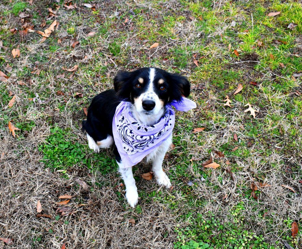 Pixie, an adopted mixed breed in Muldrow, OK image 4/5