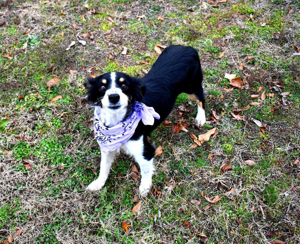 Pixie, an adopted mixed breed in Muldrow, OK image 3/5