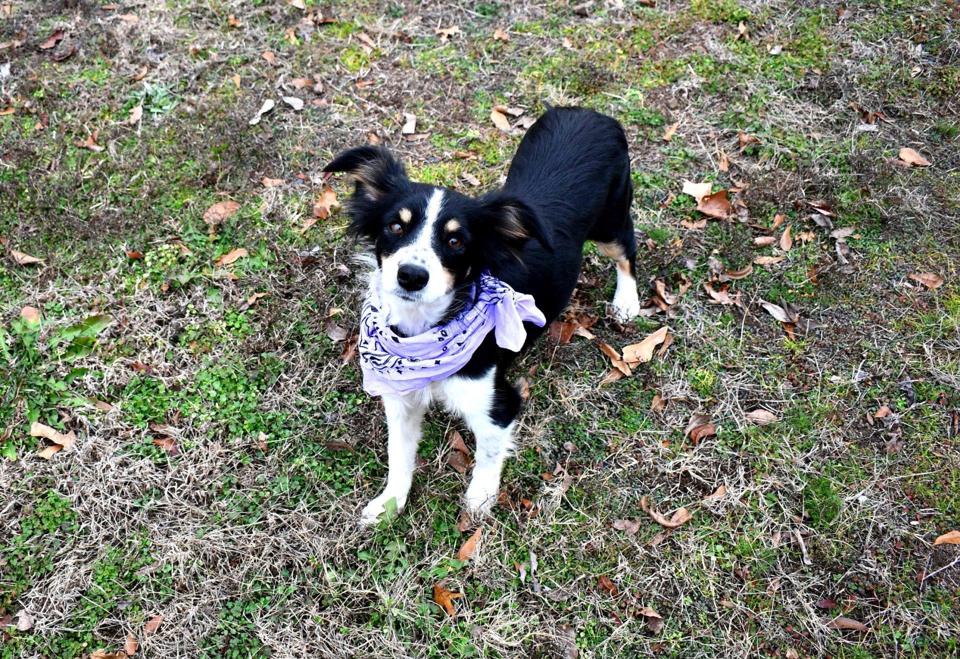 Pixie, an adopted mixed breed in Muldrow, OK image 5/5