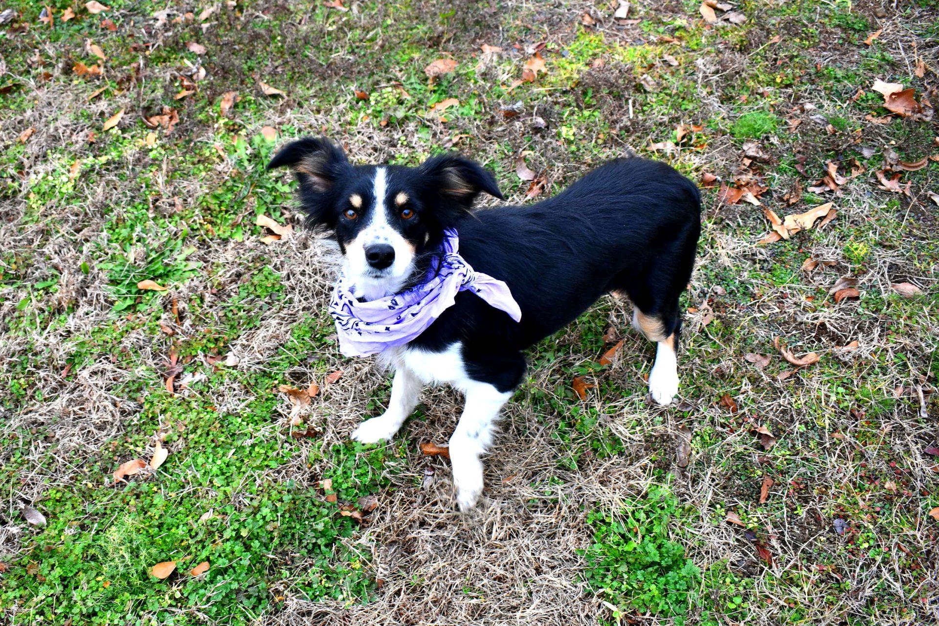 Pixie, adoptable, Young Female Border Collie.