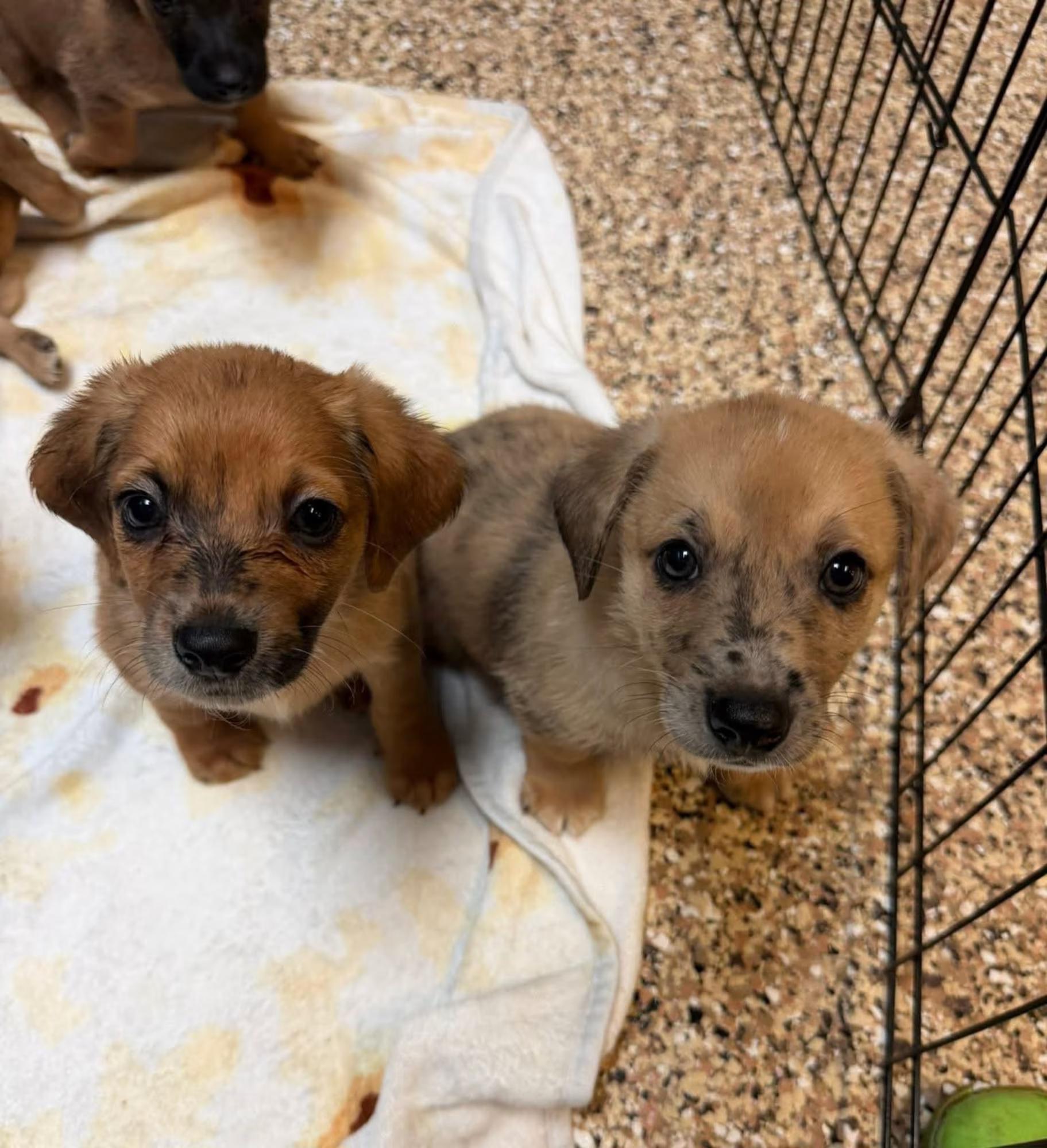 Enlarge Terrier Pups, a ADOPTABLE mixed breed in Sterling Heights, MI image 1/4