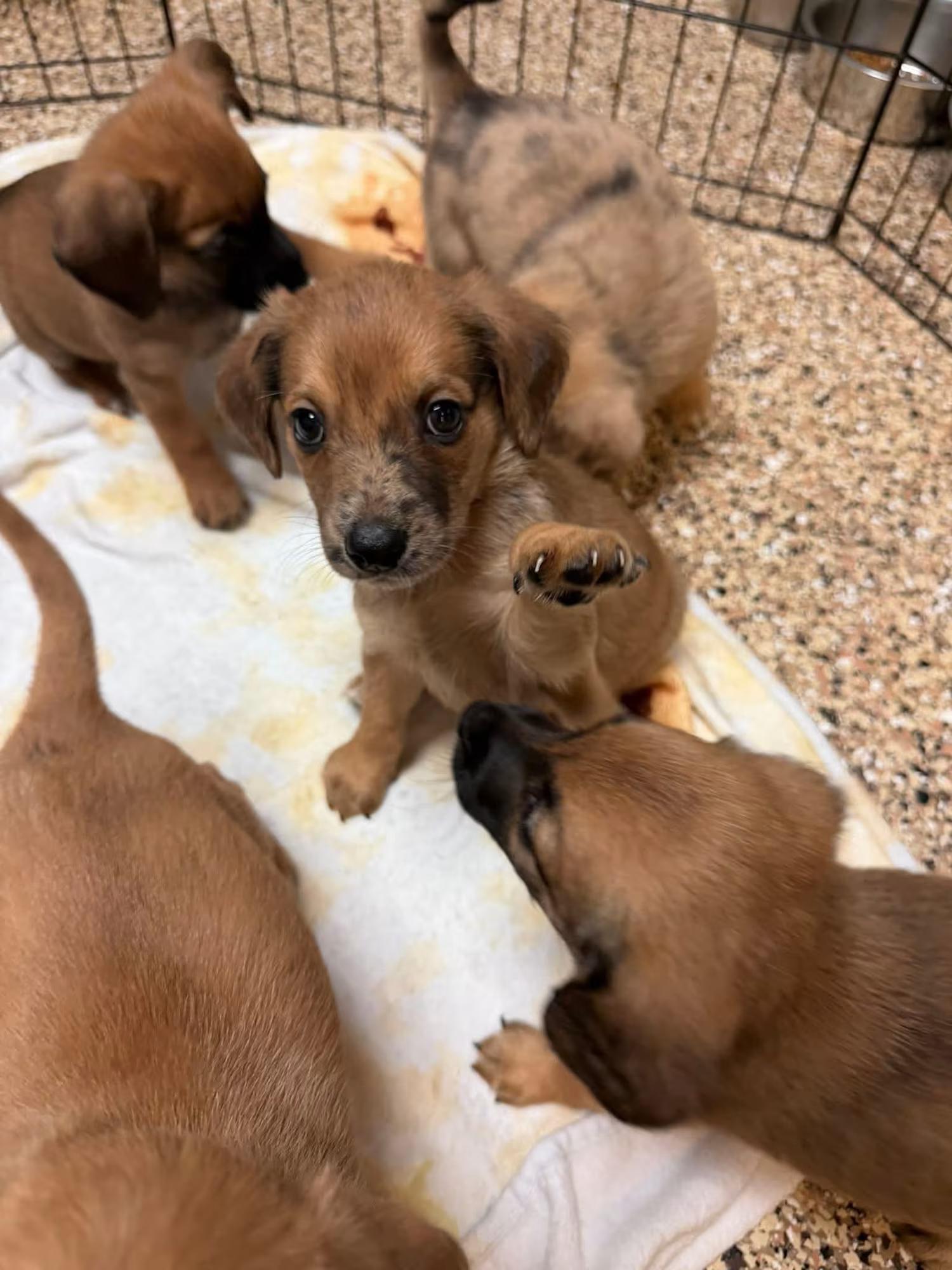 Enlarge Terrier Pups, a ADOPTABLE mixed breed in Sterling Heights, MI image 2/4