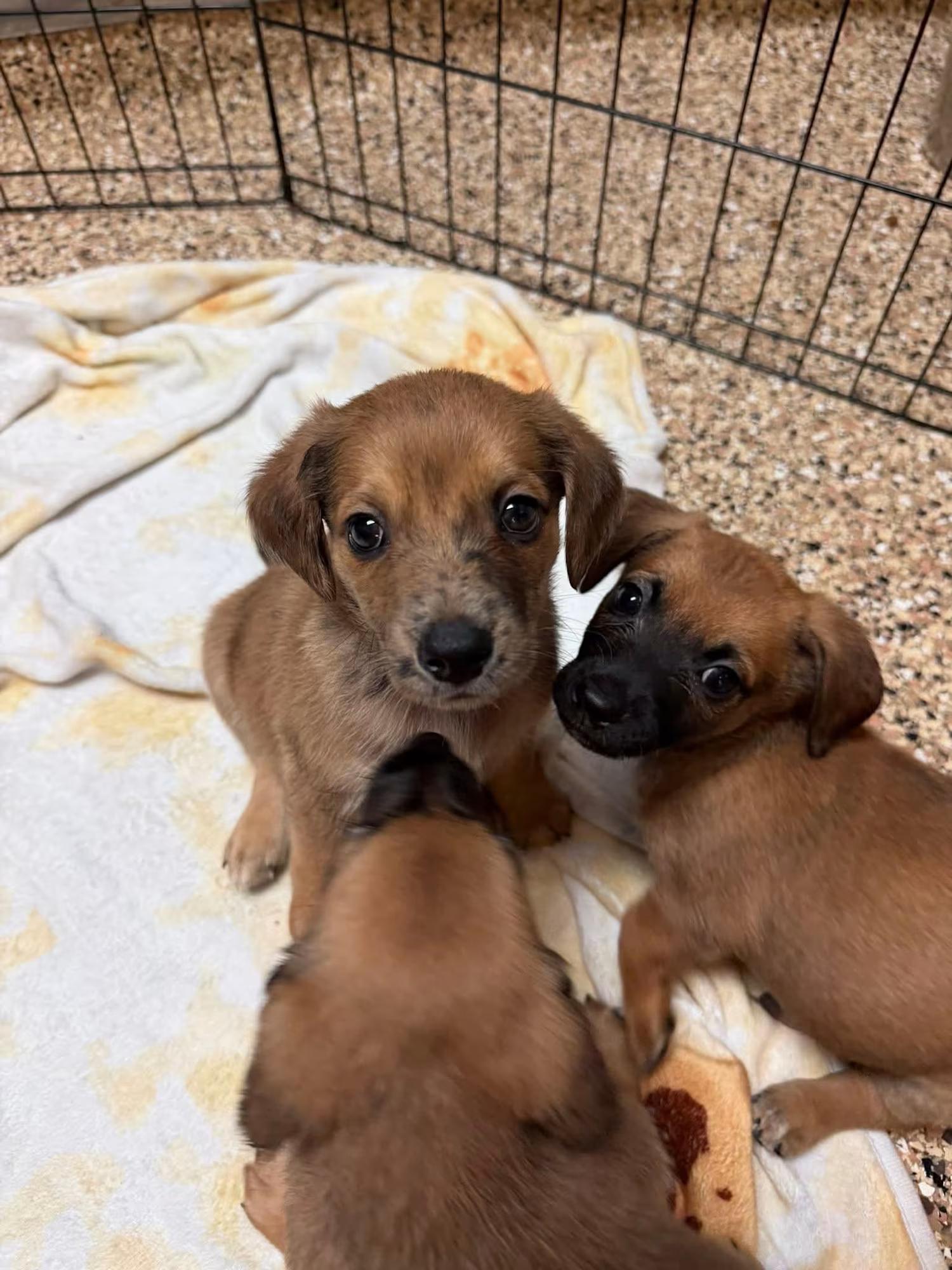 Enlarge Terrier Pups, a ADOPTABLE mixed breed in Sterling Heights, MI image 4/4
