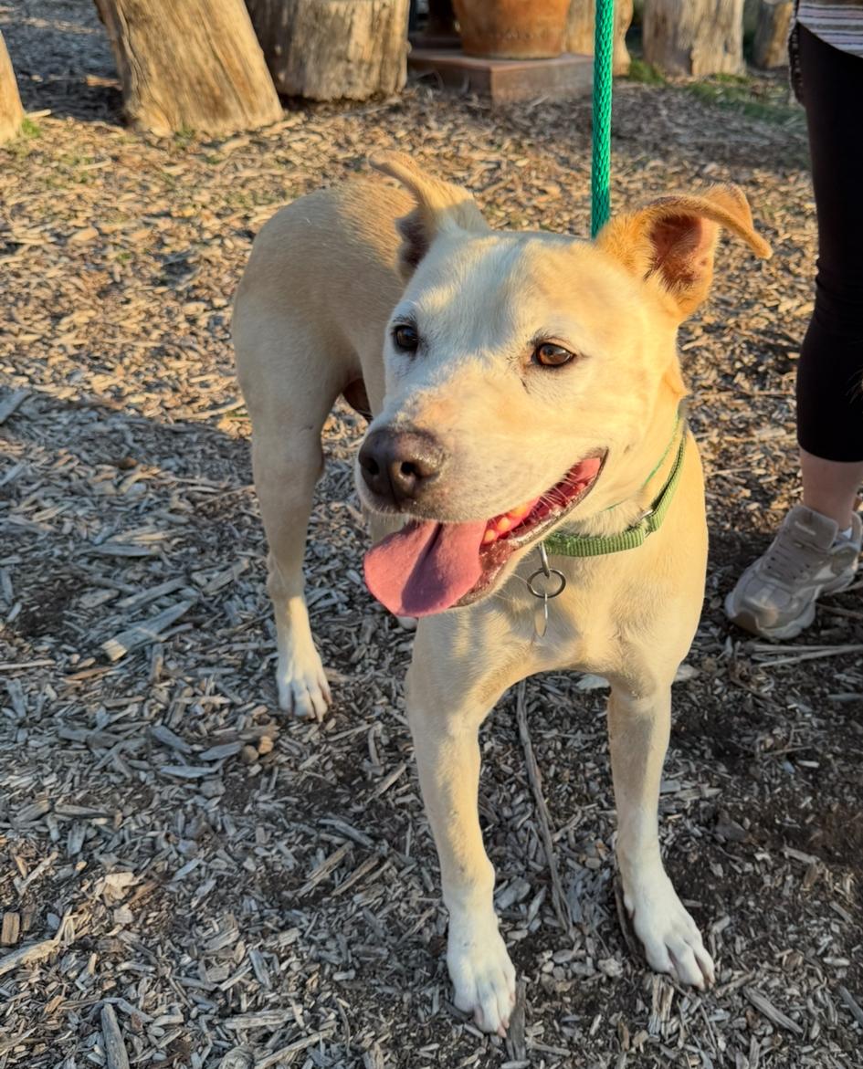 Connor, Adoptable, Adult Male Pit Bull Terrier.