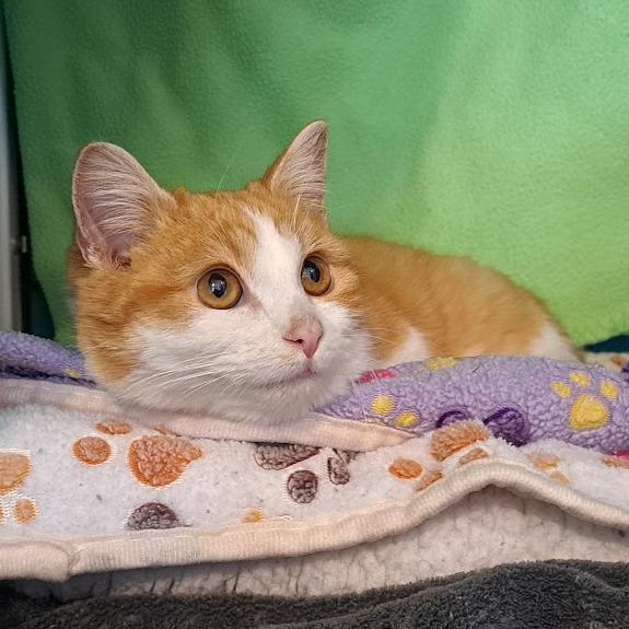 Nuno Gloop, Adoptable, Kitten Male Domestic Short Hair.