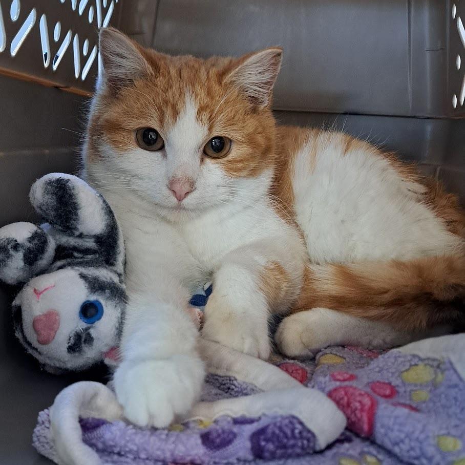 Enlarge Nuno Gloop, a Adoptable Domestic Short Hair in Chicago, IL image 2/2