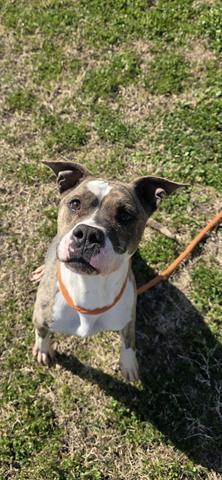 PENNY AKA TIPPY, Adoptable, Adult Female Staffordshire Bull Terrier.