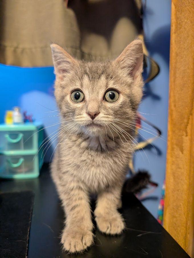 Enlarge Celebration, an adopted Domestic Short Hair in Lake Orion, MI image 2/2