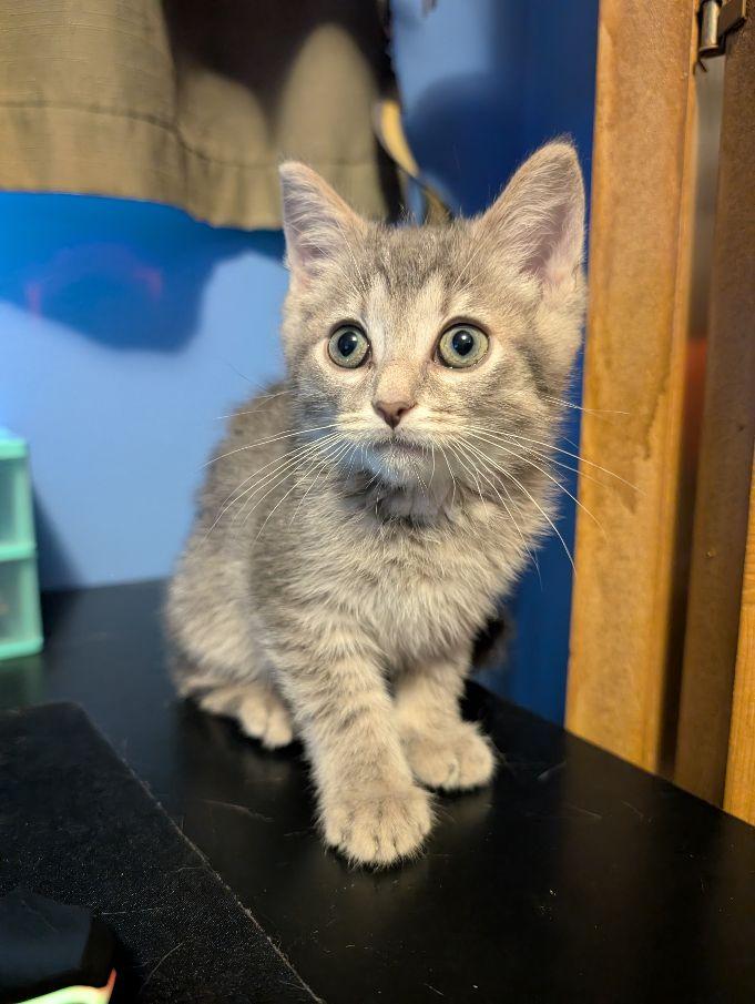 Celebration, adopted, Kitten Male Domestic Short Hair.
