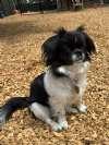 Tiny, a ADOPTABLE mixed breed in Sudbury, MA image 2/4