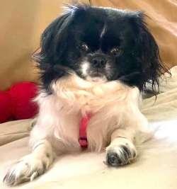 Tiny, a ADOPTABLE mixed breed in Sudbury, MA image 1/4