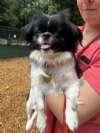 Tiny, a ADOPTABLE mixed breed in Sudbury, MA image 3/4