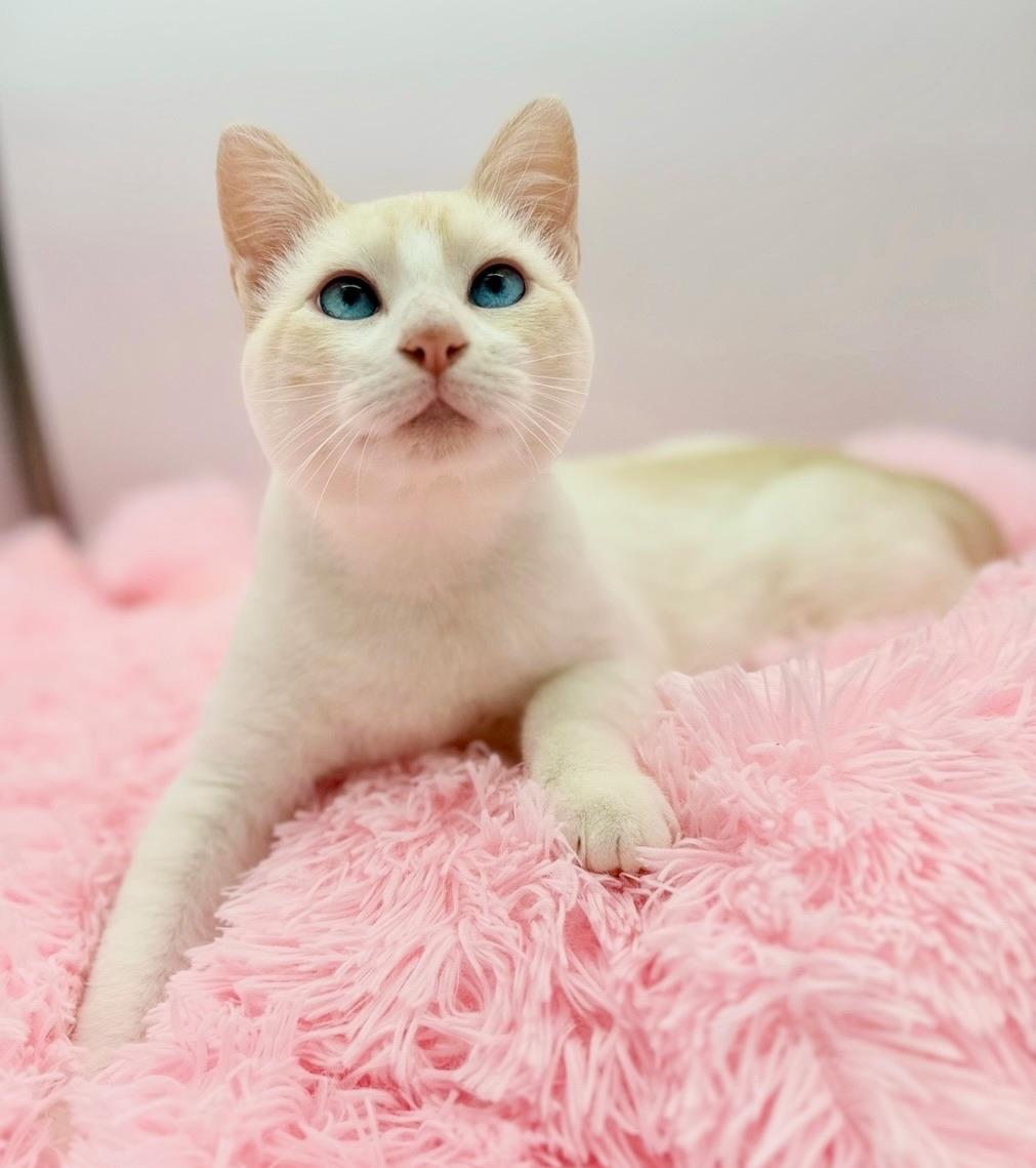 Enlarge Lauv, an adopted Siamese in Covington, LA image 5/6