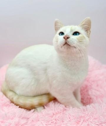 Enlarge Lauv, an adopted Siamese in Covington, LA image 6/6