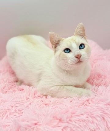 Enlarge Lauv, an adopted Siamese in Covington, LA image 2/6