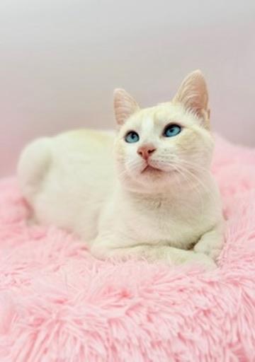 Enlarge Lauv, an adopted Siamese in Covington, LA image 3/6