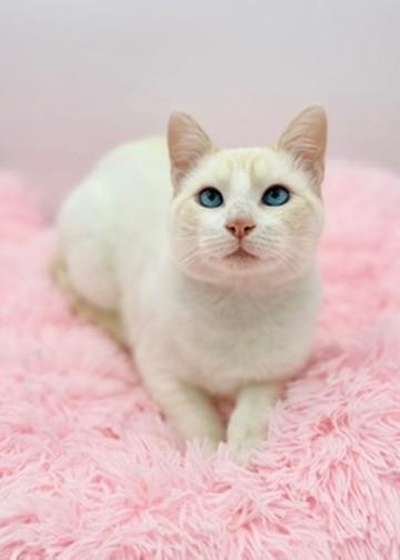 Enlarge Lauv, an adopted Siamese in Covington, LA image 1/6
