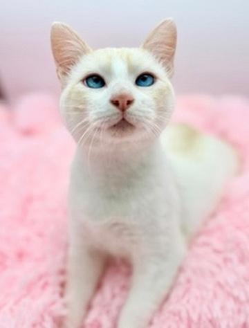 Enlarge Lauv, an adopted Siamese in Covington, LA image 4/6