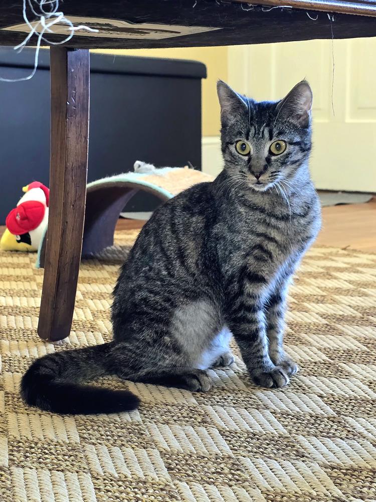 Enlarge Mia, a Adoptable Domestic Short Hair in Wilson, NC image 1/6