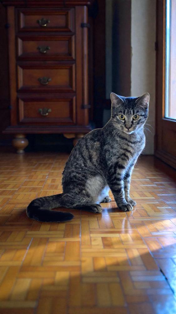 Enlarge Mia, a Adoptable Domestic Short Hair in Wilson, NC image 3/6