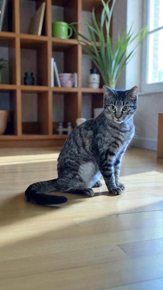 Enlarge Mia, a Adoptable Domestic Short Hair in Wilson, NC image 4/6