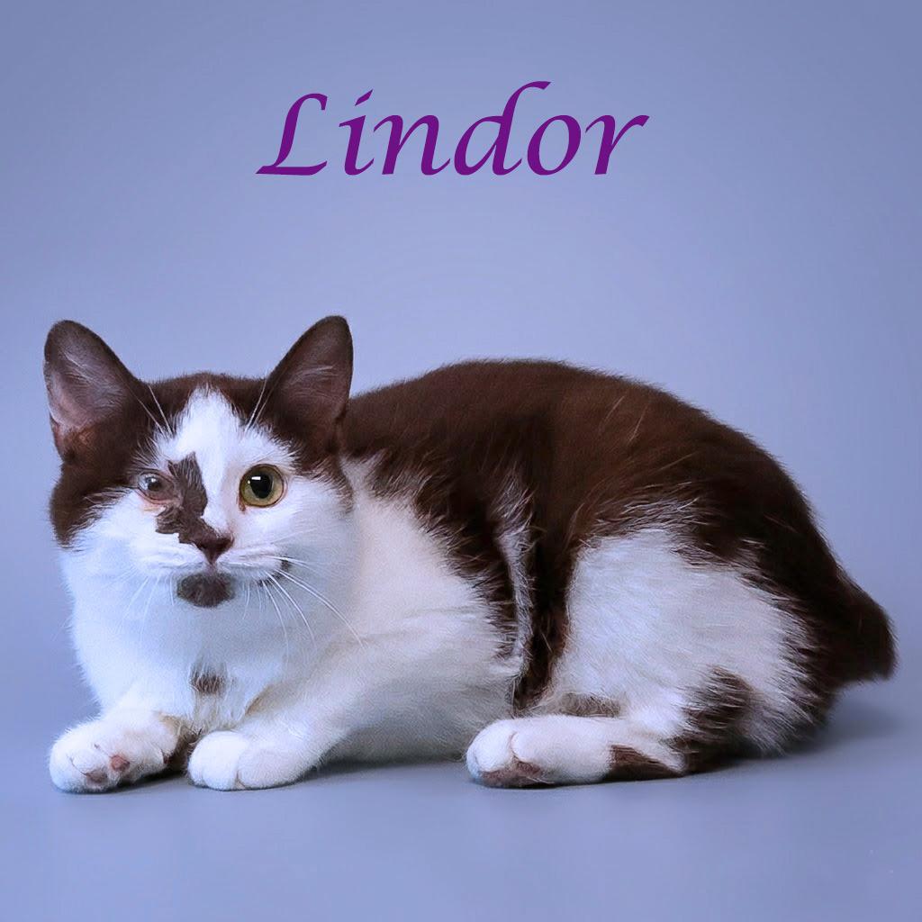 Lindor C26-068, Adoptable, Young Female Domestic Medium Hair.