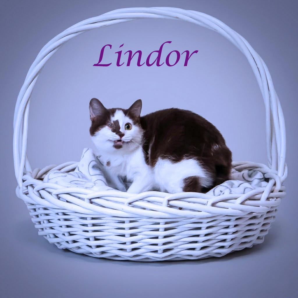 Enlarge Lindor C26-068, a Adoptable Domestic Medium Hair in Lebanon, TN image 2/3