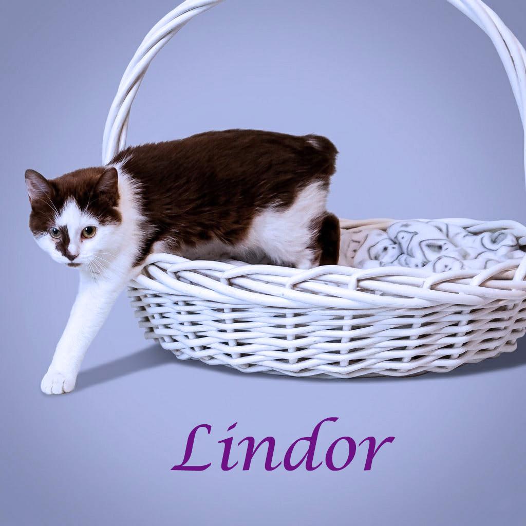 Enlarge Lindor C26-068, a Adoptable Domestic Medium Hair in Lebanon, TN image 3/3