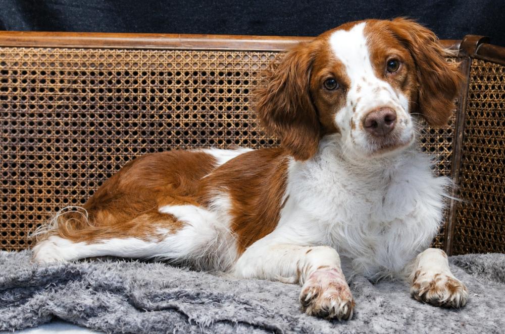 Barker, an adopted Brittany Spaniel in Cheboygan, MI image 4/6
