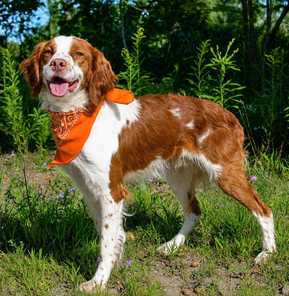 Barker, adopted, Adult Male Brittany Spaniel.