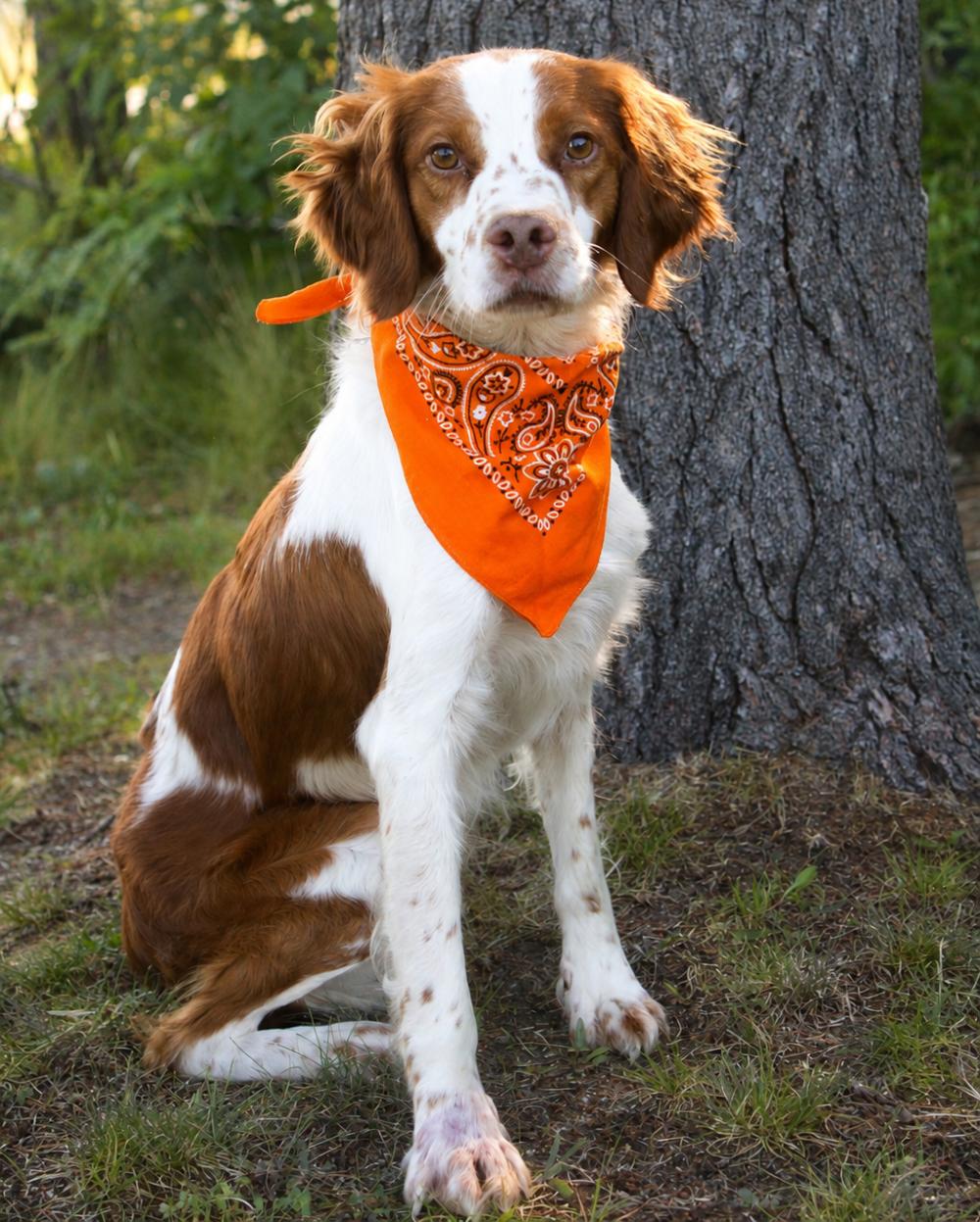 Barker, an adopted Brittany Spaniel in Cheboygan, MI image 3/6