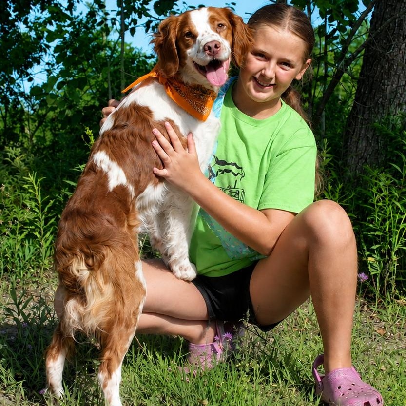 Barker, an adopted Brittany Spaniel in Cheboygan, MI image 2/6