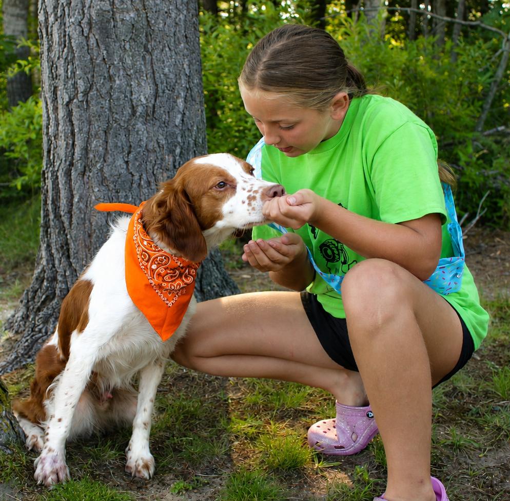 Barker, an adopted Brittany Spaniel in Cheboygan, MI image 5/6