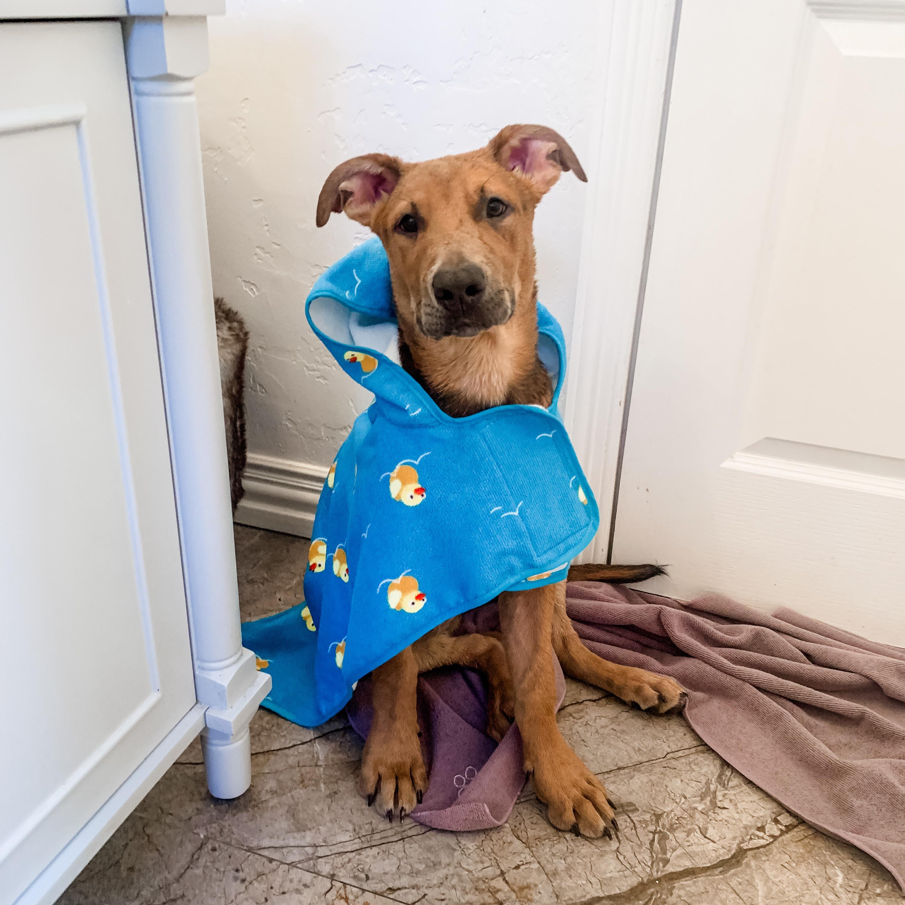 Tiana, Young Female Pit Bull Terrier