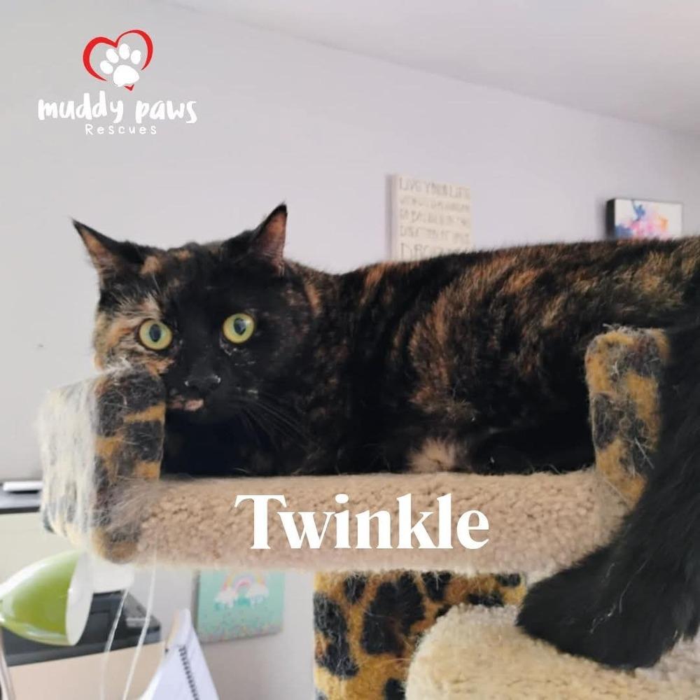 Enlarge Twinkle, a Adoptable Domestic Short Hair in Council Bluffs, IA image 1/2
