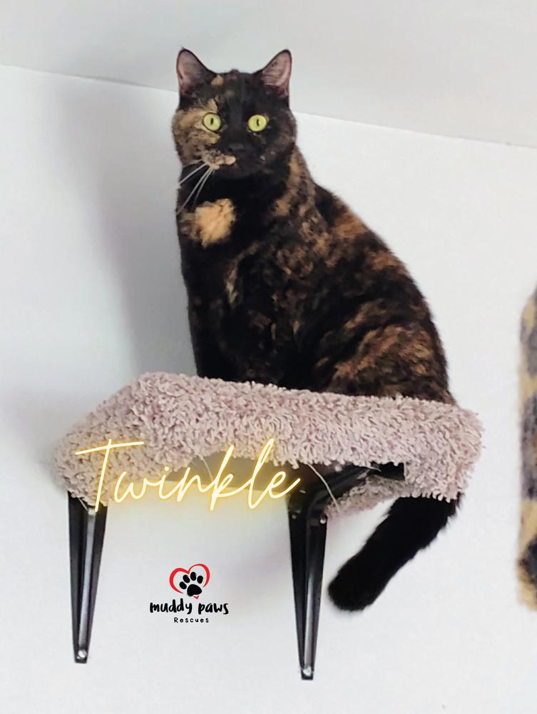 Enlarge Twinkle, a Adoptable Domestic Short Hair in Council Bluffs, IA image 2/2