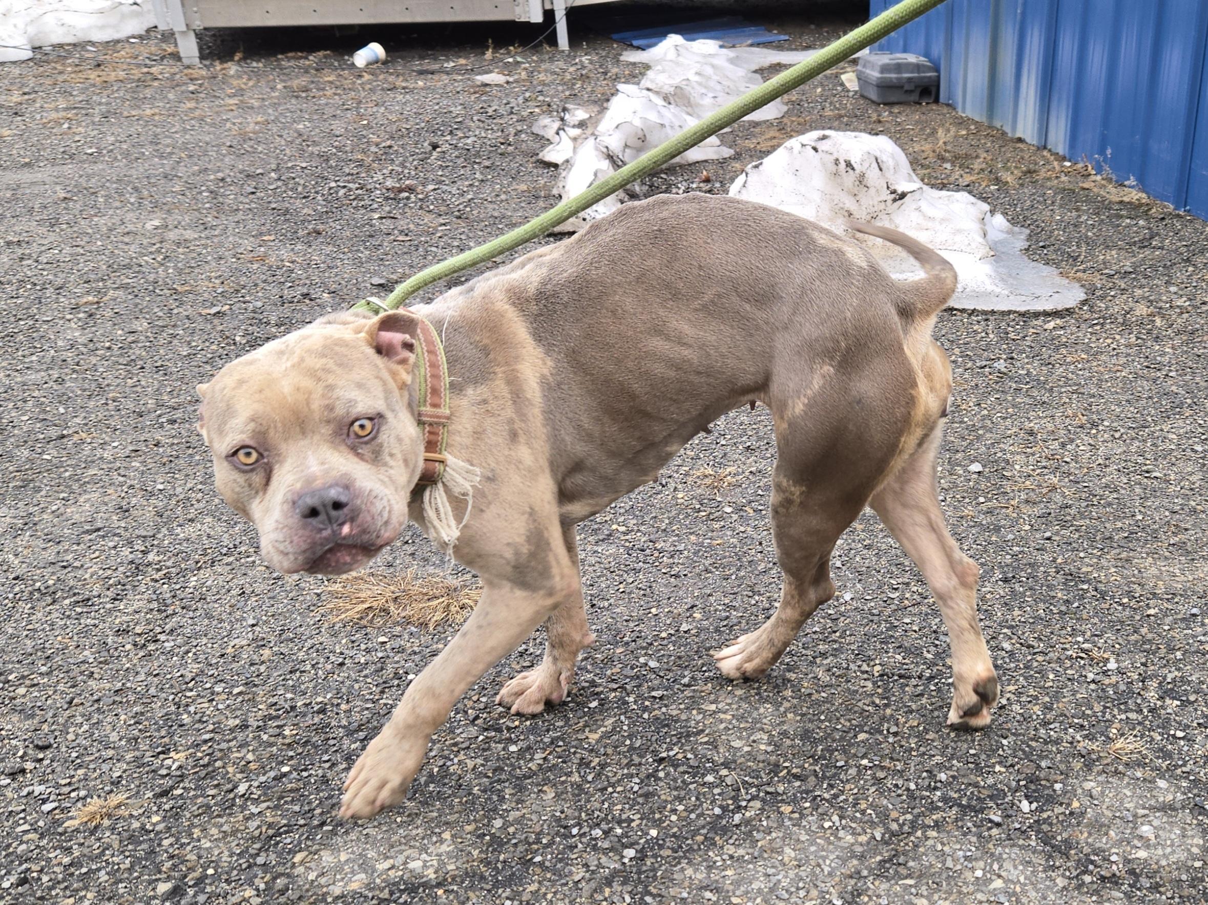 Enlarge Nebraska, a ADOPTABLE Pit Bull Terrier in Trenton, NJ image 1/2